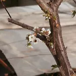 In House Silent Nature Апартамент *